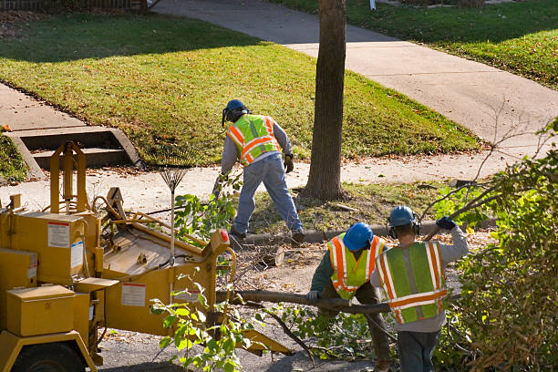 Reliable Woodbourne, PA Tree Services Solutions